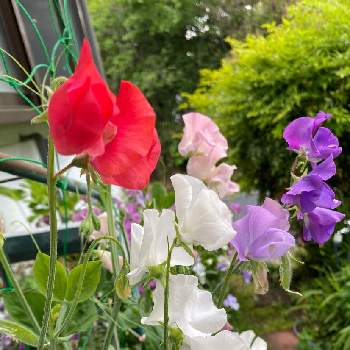 青が好きの投稿画像一覧 Greensnap グリーンスナップ