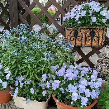 ビオラ ビビ ヘブンリーブルーの投稿画像一覧 Greensnap グリーンスナップ