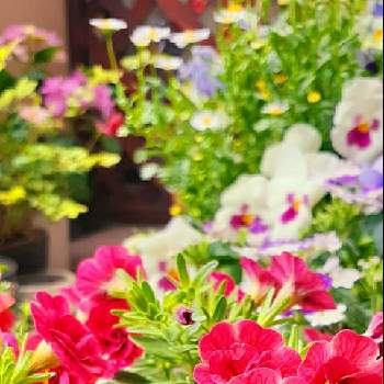 花での癒しの画像 by モモさん | バルコニー/ベランダとミリオンベルプチホイップと花での癒しと可愛いなと赤いお花とお花大好きとガーデニングと花のある暮らしと我が家の花