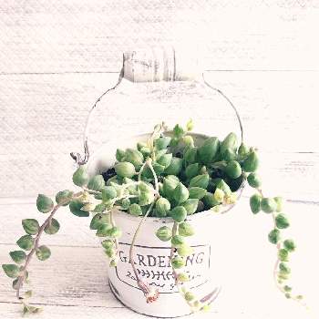 浴室の投稿画像一覧 Greensnap グリーンスナップ