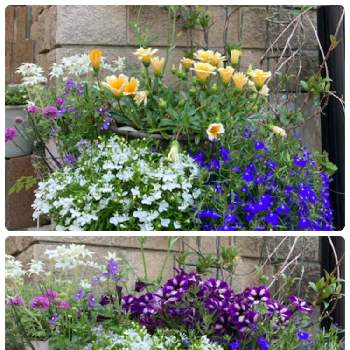 お気に入り……の画像 by まりりんさん | エントランスと庭の花とお気に入り……と季節の花と我が家の花壇と我が家のガーデンとわが家のエントランス