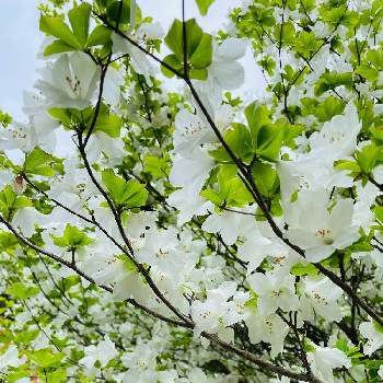 八染躑躅(ヤシオツツジ)の画像 by pipiseikoさん | お出かけ先とオープンガーデンと綺麗に咲いてると八染躑躅(ヤシオツツジ)と花好きと白い花