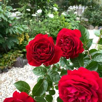 バラ ディープボルドーの画像 by のどかさん | スマホで撮影とばら バラ 薔薇とバラ ディープボルドー