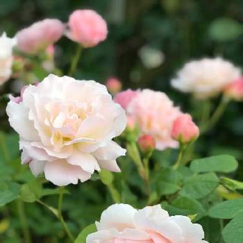 バラ シュシュの画像 by usaminaさん | 小さな庭とアンブリッジ・ローズとバラ シュシュとキュンキュン乙女倶楽部とばら バラ 薔薇とバラ大好きとナチュラルガーデンと2021 GSでバラ園とばら 薔薇 バラ