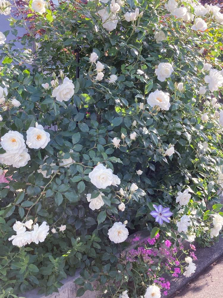 小さな庭の画像 by キントキさん | 小さな庭とアイスバーグとフェンスのバラと小庭のある暮らしとバラの季節と我が家のバラと南の庭☀️