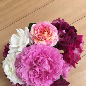 部屋で楽しむの画像 by ミイちゃんママさん | 部屋とバラ アイスバーグとバラ クロードモネとバラ バーガンディアイスバーグとバラ フィネスと切り花にとばら バラ 薔薇とピンクの花とピンクのバラ♡とマイコレクションとおうち園芸と部屋で楽しむとバラ好きとスマホで撮影と白い花とバラを楽しむと癒しのひと時と濃いピンクのバラと濃いピンクの花