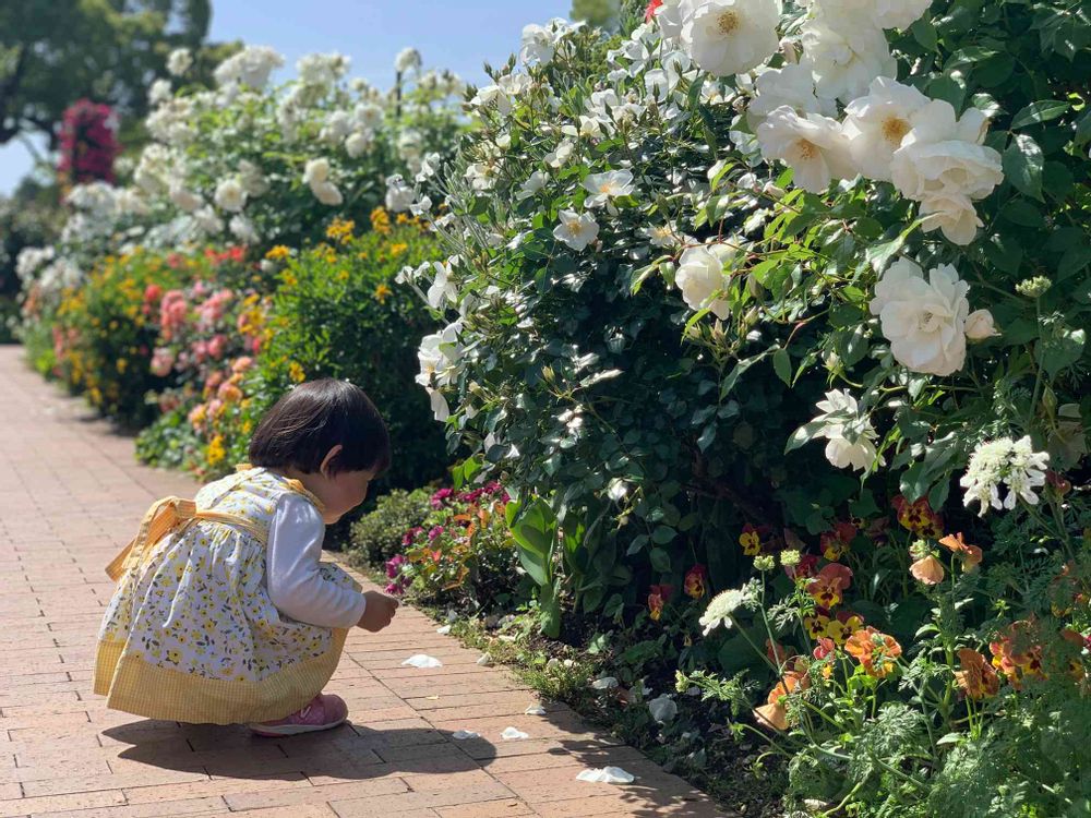 めいたんとママさんの山下公園への投稿