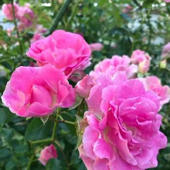 バラ 春霞 つるピンクサマースノーの投稿画像一覧 Greensnap グリーンスナップ