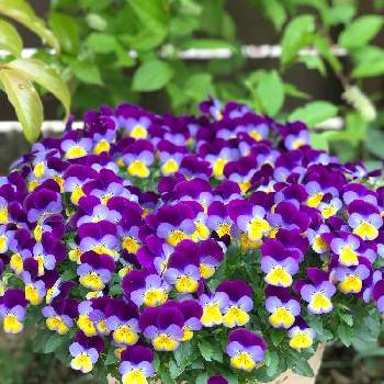 ビオラ プレミアムビオラ ディージェイの投稿画像一覧 Greensnap グリーンスナップ