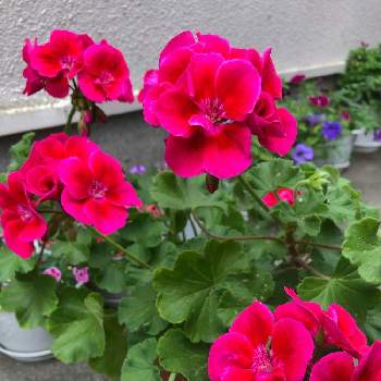 ゼラニウム カリオペ レッドスプラッシュの投稿画像一覧 Greensnap グリーンスナップ