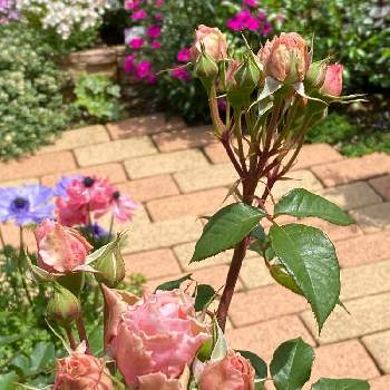 チャリティーローズ KIZUNAの画像 by ひでんちゃんさん | 広い庭と植物のある暮らしとばら バラ 薔薇とガーデニング好きと春の庭と良いお天気と薔薇が、好きと北陸のガーデニングとワンコのいる暮らしとチャリティーローズ KIZUNA