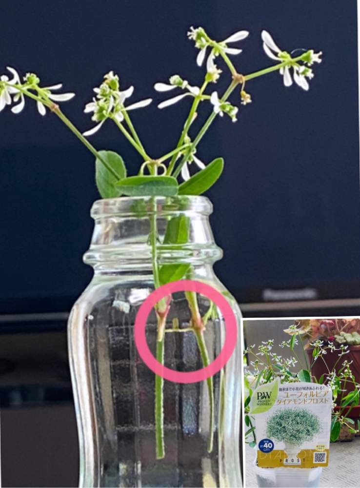 ユーフォルビア ダイヤモンドフロストの投稿画像 By りょぼママさん Pwの花とpw花苗アンバサダー21とpwとガーデニングとpw育てたとpwアンバサダーとユーフォルビアダイアモンドフロスト 21月5月8日 Greensnap グリーンスナップ