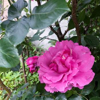 イヴ・ピアジェの画像 by rossimaruさん | 小さな庭とイヴ・ピアジェとばら バラ 薔薇