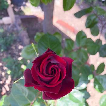 つるバラ ザッツジャズの投稿画像一覧 Greensnap グリーンスナップ