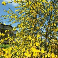 レンギョウ 連翹 の育て方 植え付け時期や剪定の仕方は 増やし方は Greensnap グリーンスナップ レンギョウ 連翹 の育て方 植え付け時期や剪定の仕方は 増やし方は Greensnap グリーンスナップ