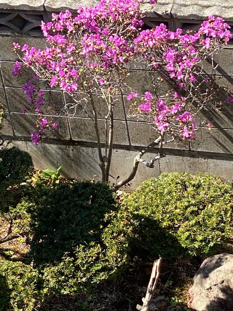 北海道の投稿画像 By Charkunさん 半常緑低木と北海道の景色とエゾムラサキツツジ 21月5月8日 Greensnap グリーンスナップ