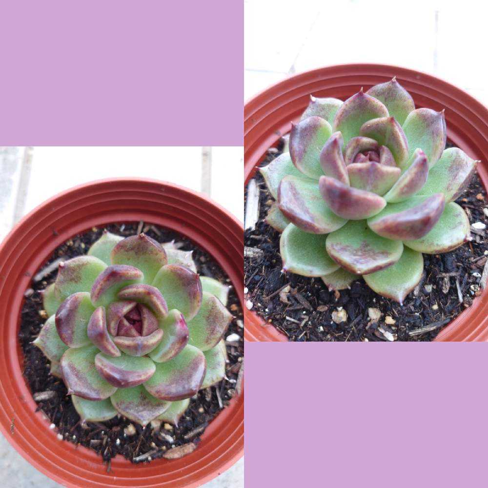 多肉植物 ブラックローズ 6個 初めての実生（ブラックローズ）｜🍀GreenSnap（グリーンスナップ）