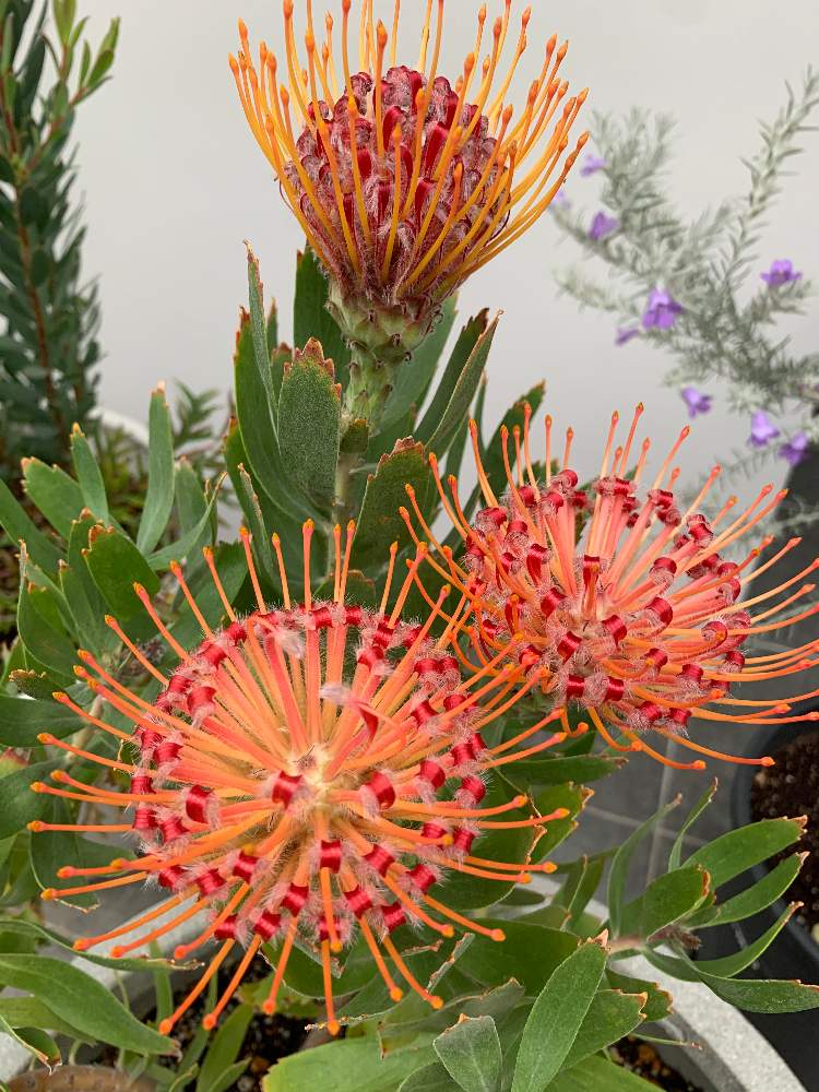 ピンクッションの投稿画像 By Mari Hisaさん 花のある暮らし 21月5月8日 Greensnap グリーンスナップ