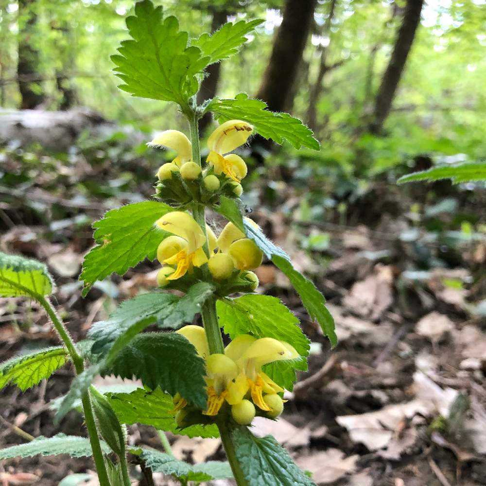 21年5月3日の森散歩 Greensnap グリーンスナップ