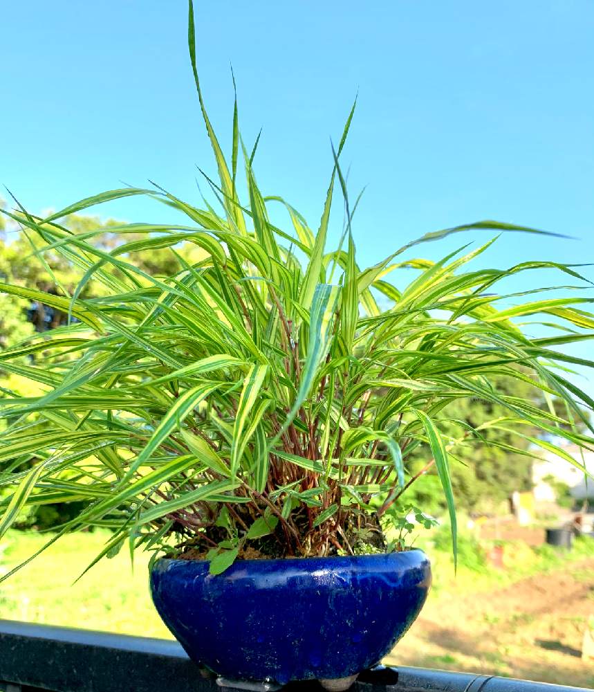 夏の季語4 Greensnap グリーンスナップ 夏の季語4 Greensnap グリーンスナップ