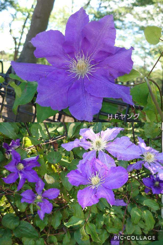 クレマチス様 クレマチスに会いに麻溝公園へ②22品種｜🍀GreenSnap（グリーン