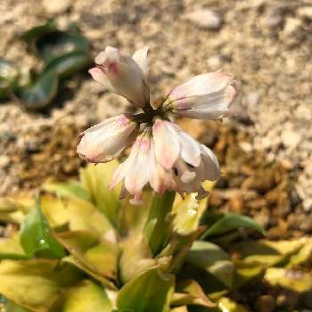 冷凍チューリップ,モニター柴犬の画像