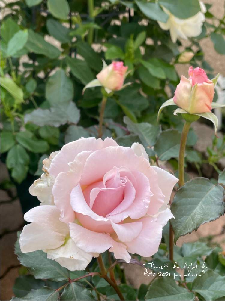 薔薇 の投稿画像 By Akarinさん 薔薇 ラマリエとテラスと自慢のバラ 21と薔薇 と薔薇 ラマリエと自慢のバラ 21 21月5月8日 Greensnap グリーンスナップ Greensnap グリーンスナップ