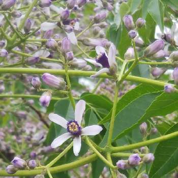 センダン科の投稿画像一覧｜🍀GreenSnap（グリーンスナップ）