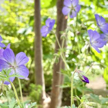ゲラニウム ジョンソンズブルーの画像 by yossyさん | ゲラニウムとゲラニウム ジョンソンズブルーと薄紫色の花と青い花とくつろぎの庭と庭作りと青に癒されると優しい色と花壇の楽しさ