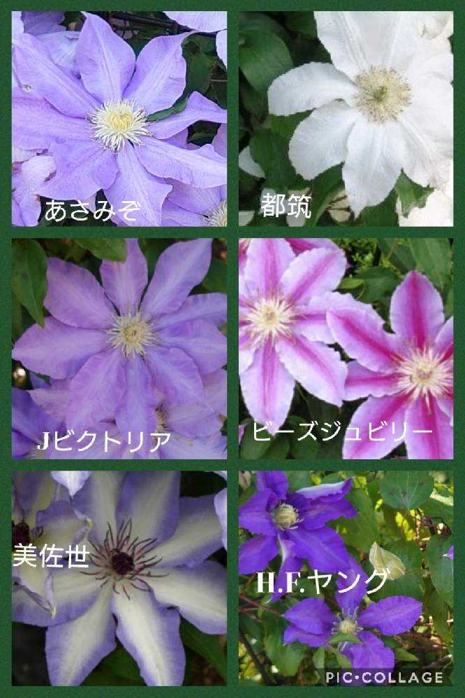 クレマチスに会いに麻溝公園へ②22品種｜🍀GreenSnap（グリーン