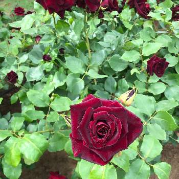 薔薇 黒真珠の投稿画像一覧 Greensnap グリーンスナップ