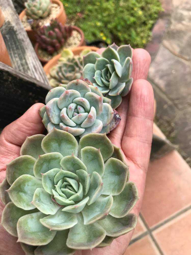 多肉植物 エケベリア オレンジモンロー 抜き苗② その他
