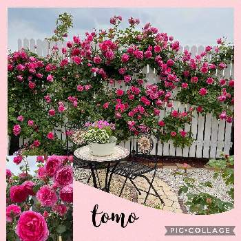 バラ パレードの画像 by Tomoさん | 広い庭とロザリアン見習いとミステリューズ薔薇と植中毒とはるが来た！と雑貨好き♡とDIYとバラ パレードと花のある暮らしとバラ薔薇ばらら～❤️とチーム福岡と自慢のバラ_2021