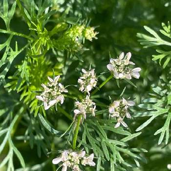 パクチーの花 の投稿画像一覧 Greensnap グリーンスナップ