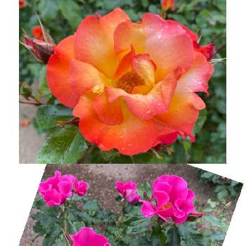 プレイガールの投稿画像一覧 Greensnap グリーンスナップ