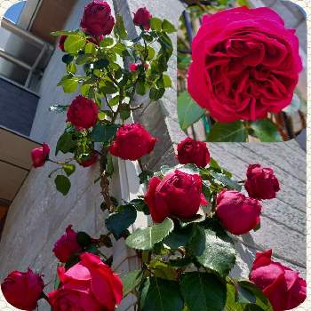 薔薇が大好きの画像 by フランさん | アプローチとおうち時間と真っ赤なバラと薔薇が大好きとおうち園芸と可愛い薔薇とガーデニングと薔薇大好き