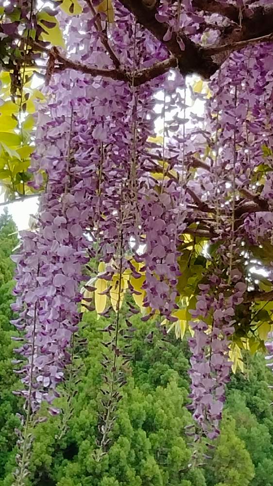 フジの投稿画像 By Moonさん 藤棚と紫の花と金蛇水神社と初夏に向かって 21月5月8日 Greensnap グリーンスナップ