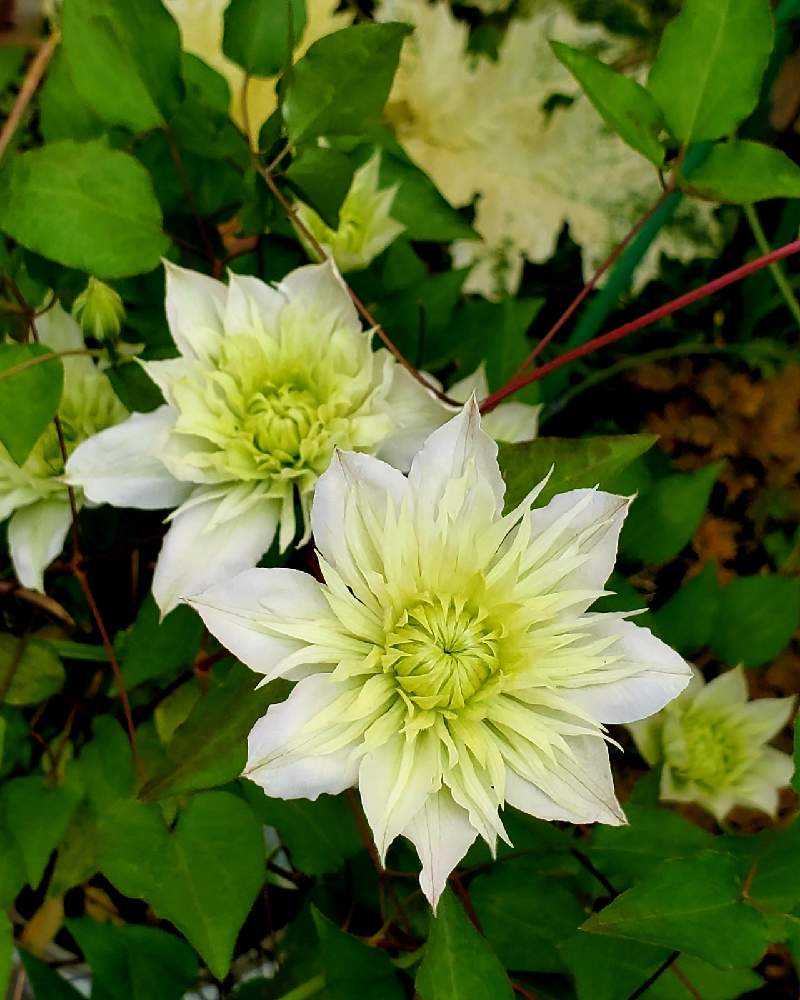 中 大輪のクレマチス Greensnap グリーンスナップ