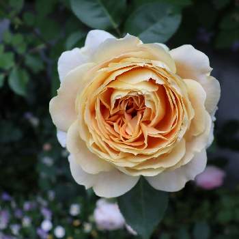 キャラメルアンティークの画像 by はむさん | 小さな庭とキャラメルアンティークとバラ・ミニバラとバラを楽しむとばら バラ 薔薇
