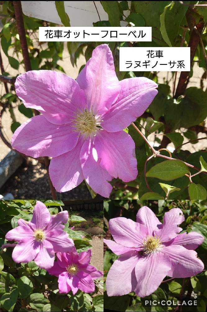 クレマチスに会いに麻溝公園へ②22品種｜🍀GreenSnap（グリーン