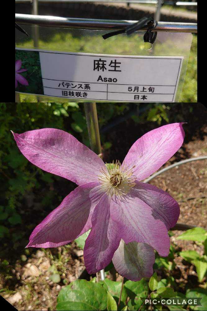 クレマチスに会いに麻溝公園へ②22品種｜🍀GreenSnap（グリーン