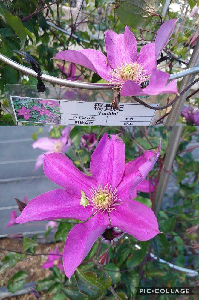 クレマチスに会いに麻溝公園へ②22品種｜🍀GreenSnap（グリーン