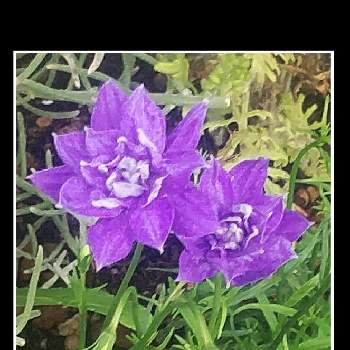 タスマニアンブルー八重の画像 by メリーさん | 小さな庭とタスマニアンブルー八重と寄せ植えとおうち園芸と鉢植えと花のある暮らし