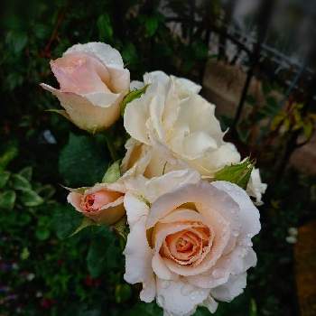 フレンチレース　バラの画像 by あささんさん | 小さな庭とばら バラ 薔薇とナチュラルガーデンとイングリッシュ・ローズとばら 薔薇 バラとフレンチレース　バラ