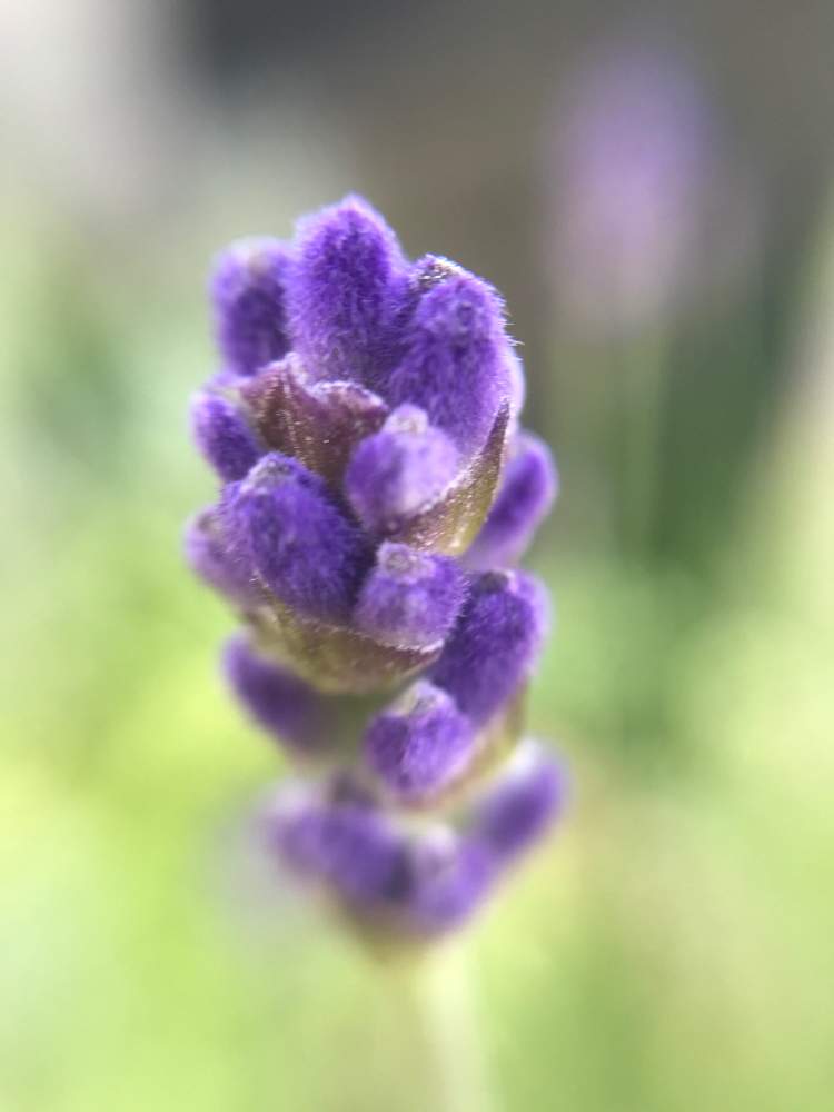 イングリッシュラベンダーの投稿画像 By ぶぶさん ムラサキの花と半日陰とハーブと長い付き合いと花のある暮らしと小さな花と丈夫 21月5月9日 Greensnap グリーンスナップ