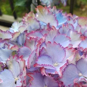 マジカルカラードリームの投稿画像一覧 Greensnap グリーンスナップ