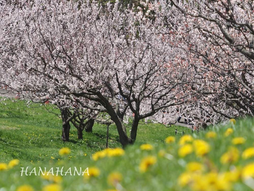 白い花の投稿画像 By Hanahanaさん 北海道と木の花と平岡公園 21月5月9日 Greensnap グリーンスナップ