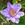 Anemoneෆෆ
