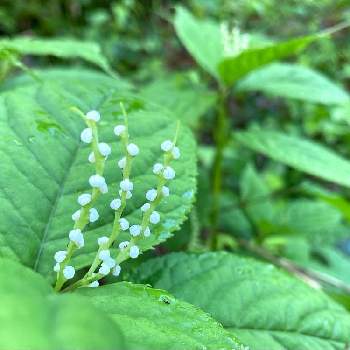 センリョウ科の投稿画像一覧 Greensnap グリーンスナップ