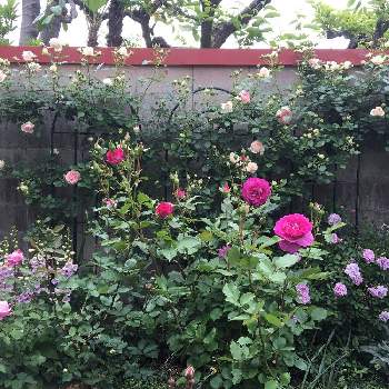 ヴィオレ・パルフュメの画像 by TAKAさん | 小さな庭とピエールドゥロンサールとレイニーブルーとシャンテ・ロゼ・ミサトとヴィオレ・パルフュメとジギタリス　キャメロット　ラベンダーと花のある暮らしとチーム岐阜とT's薔薇2021